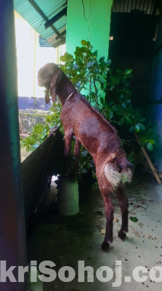 ছাগল